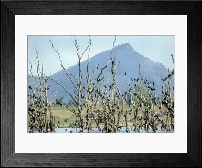 Framed Print : Little Cormorant - Galoya National Park - Sri Lanka Framed Print : Little Cormorant - Galoya National Park - Sri Lanka