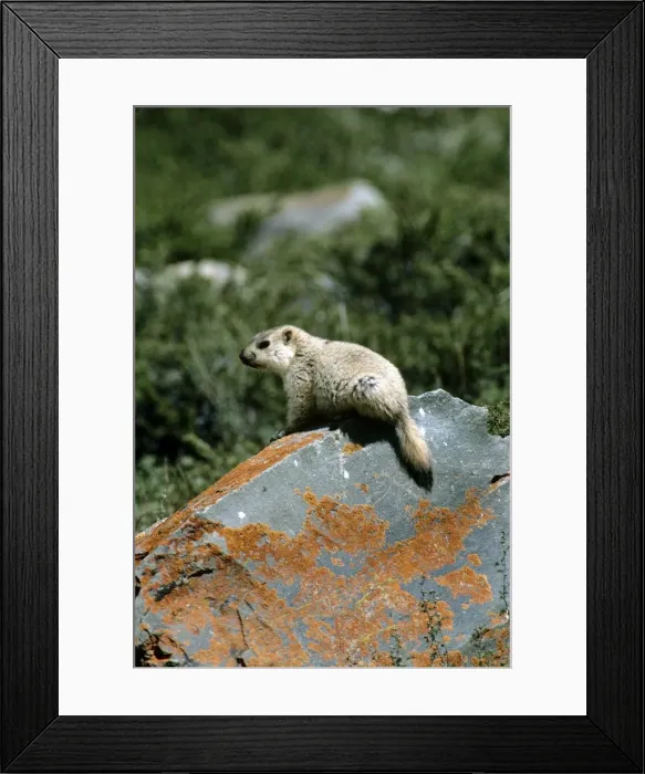 Framed Print : Himalayan Marmot - young - Ladakh India Framed Print : Himalayan Marmot - young - Ladakh India