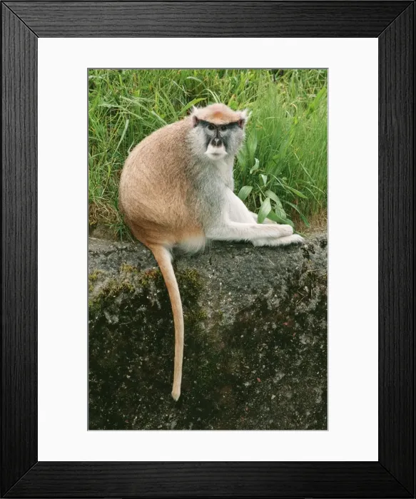 Framed Print : Patas Monkey KEL 1022 Senegal to Ethiopia & Kenya Erythrocebus patas © Ken Lucas / ardea. com Framed Print : Patas Monkey KEL 1022 Senegal to Ethiopia & Kenya Erythrocebus patas © Ken Lucas / ardea. com