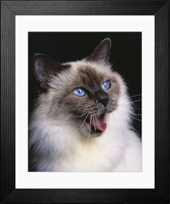 Framed Print : Birman Blue Cat Framed Print : Birman Blue Cat