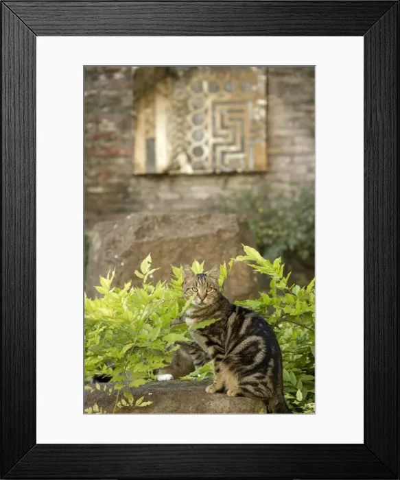 Framed Print : Cat - Tabby on stone wall - pyramid of Caius Cestius - Rome - Italy Framed Print : Cat - Tabby on stone wall - pyramid of Caius Cestius - Rome - Italy