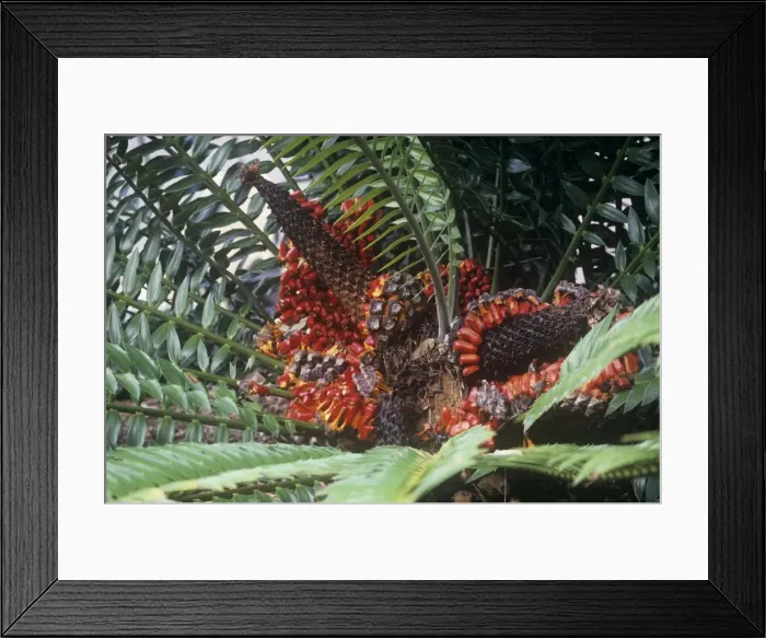 Framed Print : Natal Giant Cycad - with mature strobilus Framed Print : Natal Giant Cycad - with mature strobilus