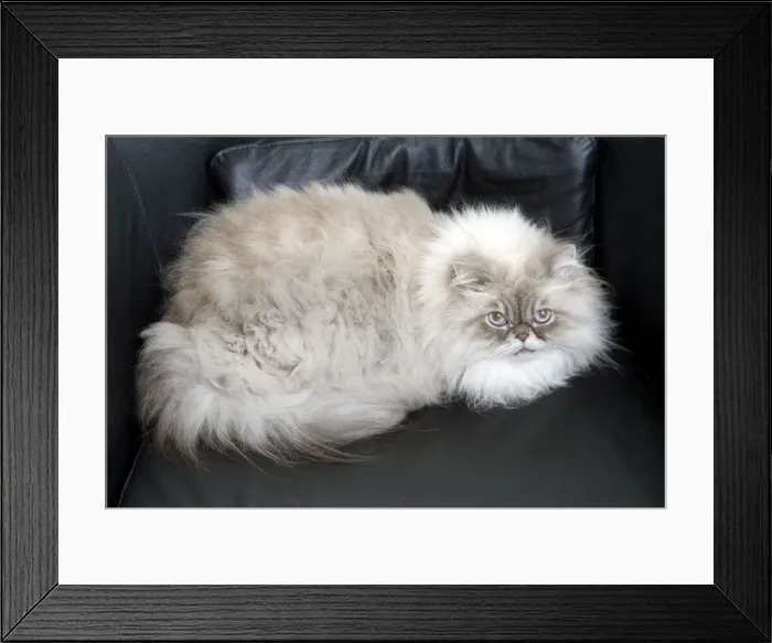 Framed Print : Persian Blue Colourpoint Cat Framed Print : Persian Blue Colourpoint Cat