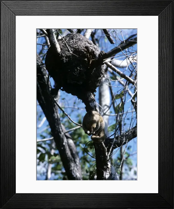 Framed Print : Silky Anteater - Guyana South America Framed Print : Silky Anteater - Guyana South America