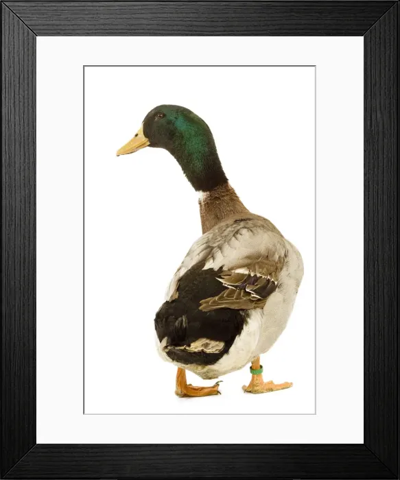 Framed Print : Rouen Duck - domestic in studio Framed Print : Rouen Duck - domestic in studio