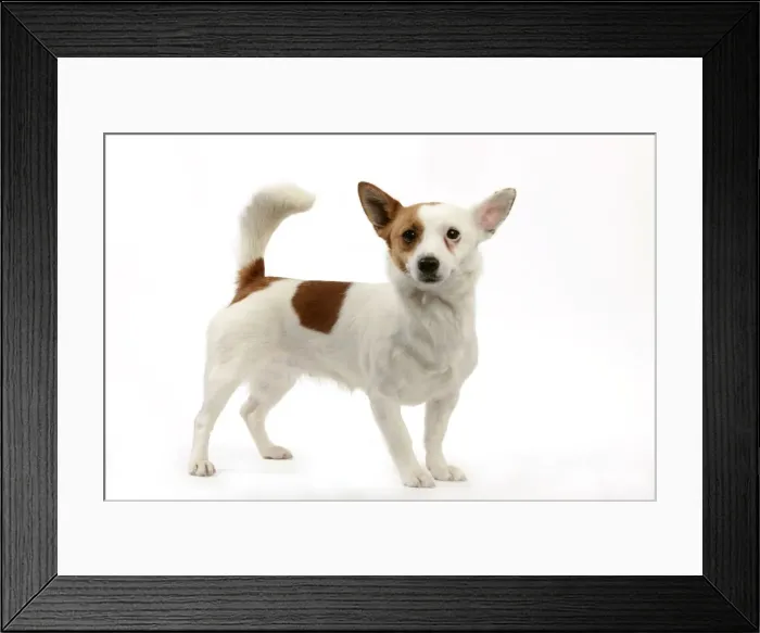 Framed Print : Podengo Portuguese Dog Framed Print : Podengo Portuguese Dog