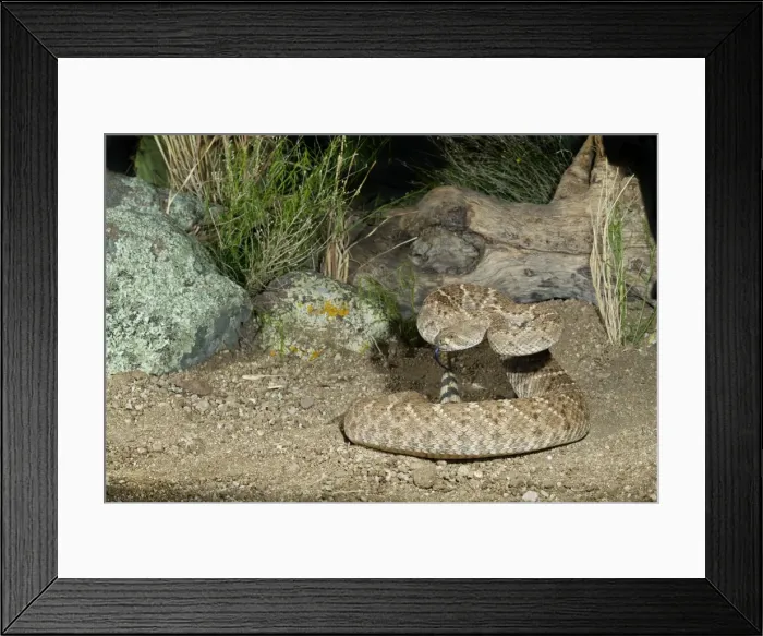 Framed Print : Western Diamondback Rattlesnake - controlled conditions - Arizona - March - USA Framed Print : Western Diamondback Rattlesnake - controlled conditions - Arizona - March - USA