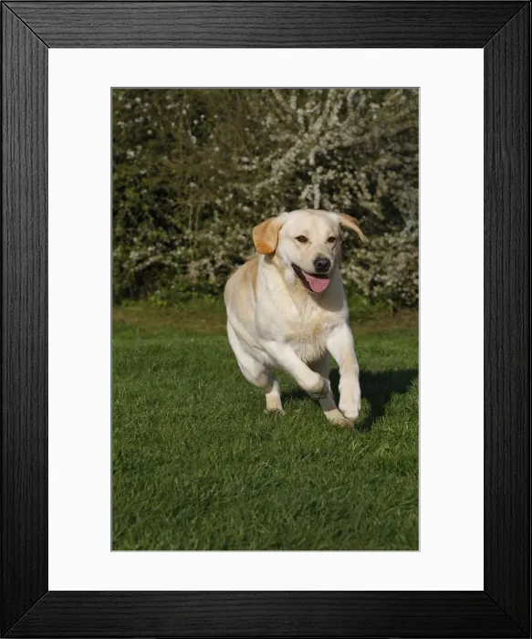 Framed Print : Dog - Labrador in garden running Framed Print : Dog - Labrador in garden running