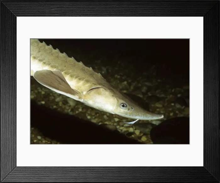 Framed Print : Lake Sturgeon - Great Lakes region - Mississippi - USA Framed Print : Lake Sturgeon - Great Lakes region - Mississippi - USA
