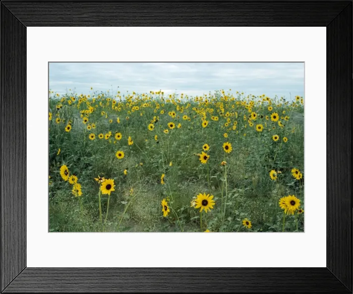 Framed Print : Common Sunflower Framed Print : Common Sunflower