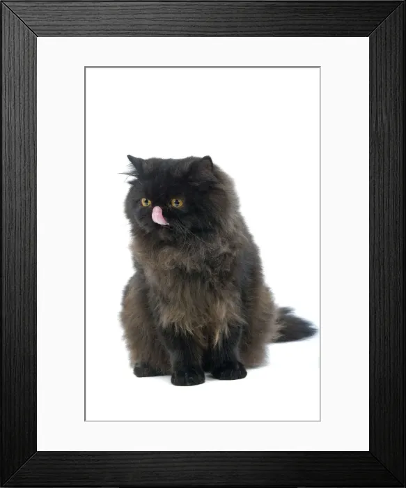 Framed Print : Black Persian Cat Framed Print : Black Persian Cat