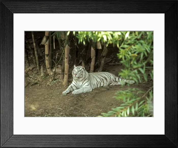 Framed Print : White Bengal Tiger KF 11428 Leo t. tigris © Kenneth W. Fink / ardea. com Framed Print : White Bengal Tiger KF 11428 Leo t. tigris © Kenneth W. Fink / ardea. com