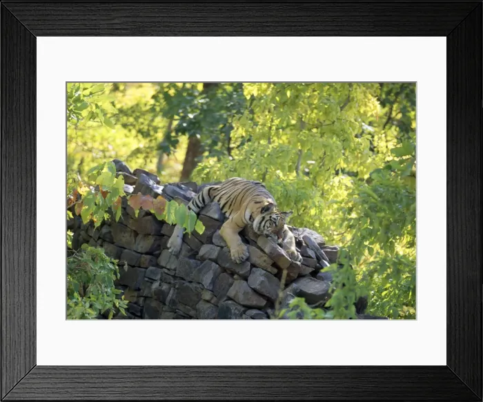 Framed Print : Bengal / Indian Tiger - male cub on wall - Panna Tiger Reserve - National Park - India Framed Print : Bengal / Indian Tiger - male cub on wall - Panna Tiger Reserve - National Park - India