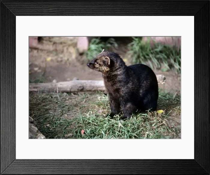 Framed Print : Fisher. KF-8871. North America FISHER. Martes pennanti. Kenneth W Fink. Framed Print : Fisher. KF-8871. North America FISHER. Martes pennanti. Kenneth W Fink.