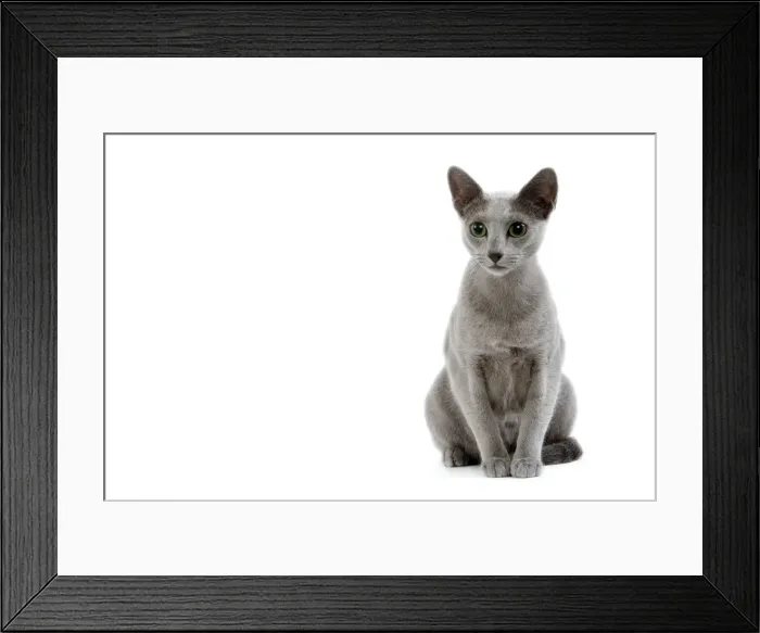 Framed Print : Cat - Russian blue in studio Framed Print : Cat - Russian blue in studio