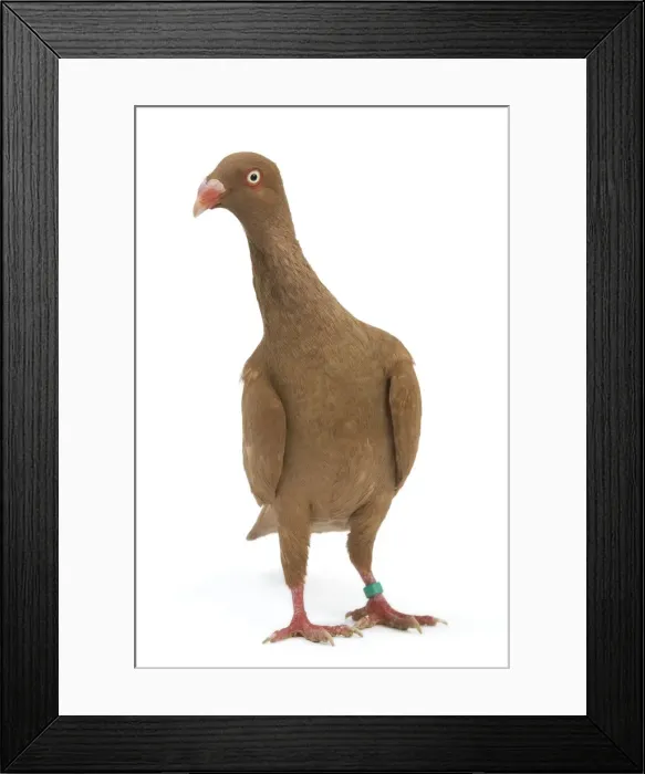 Framed Print : Fancy Pigeon breed - Danish Tumbler yellow - in studio Framed Print : Fancy Pigeon breed - Danish Tumbler yellow - in studio