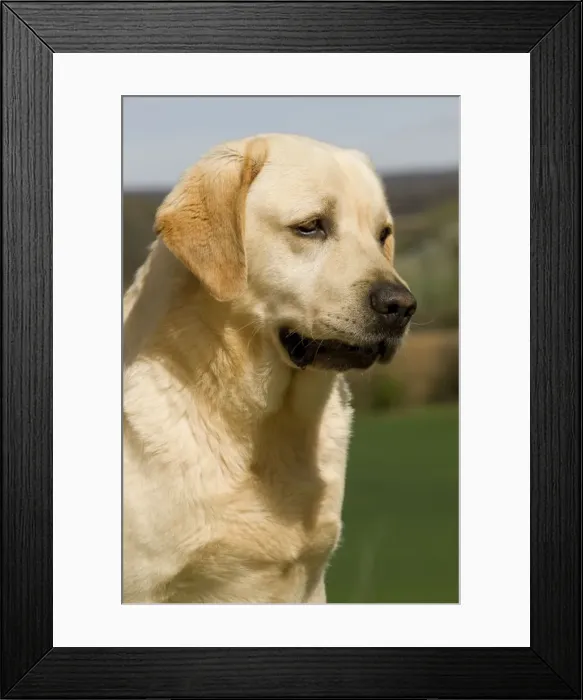 Framed Print : Dog - Labrador outside Framed Print : Dog - Labrador outside