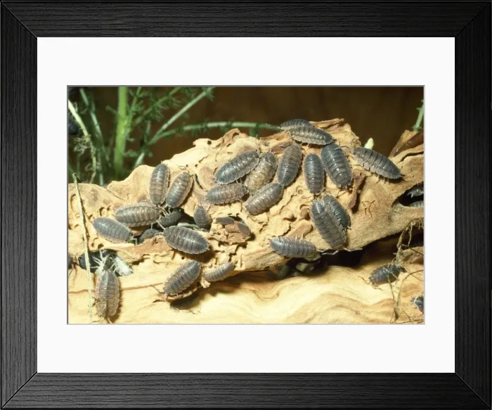 Framed Print : Common Rough Woodlouse Framed Print : Common Rough Woodlouse