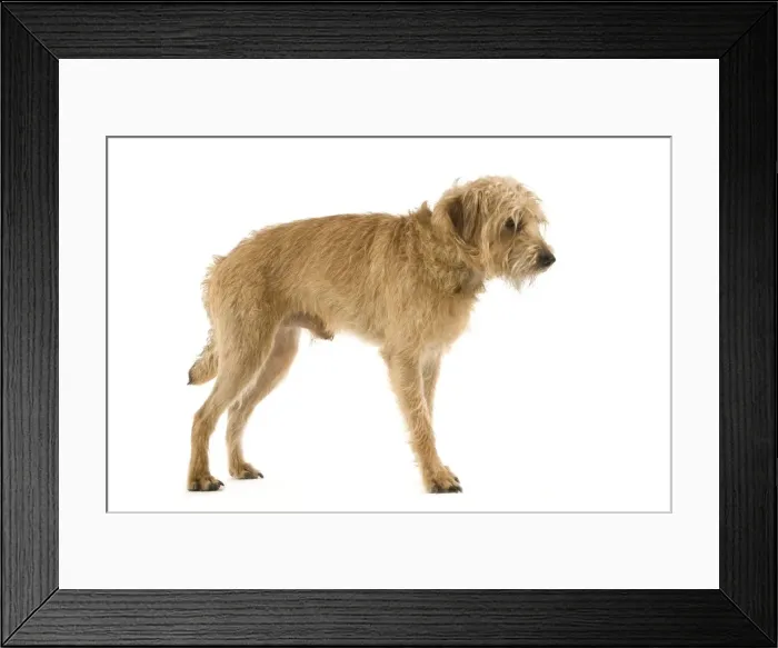 Framed Print : Dutch Smoushond Dog Framed Print : Dutch Smoushond Dog