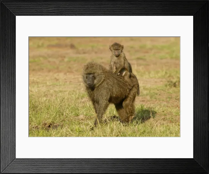 Framed Print : Olive Baboons LA 611 Baby riding on parent Papio hamadryas anubis © J. M. Labat / ardea. com Framed Print : Olive Baboons LA 611 Baby riding on parent Papio hamadryas anubis © J. M. Labat / ardea. com