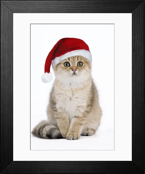 Framed Print : British Shorthair Cat - kitten wearing Christmas hat Digital Manipulation: Hat (Su) Framed Print : British Shorthair Cat - kitten wearing Christmas hat Digital Manipulation: Hat (Su)