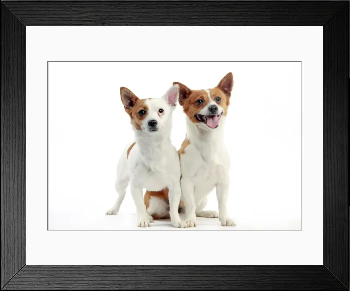 Framed Print : Podengo Portuguese Dog