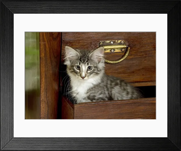 Framed Print : Norwegian Forest Cat - Kitten 2 months old Framed Print : Norwegian Forest Cat - Kitten 2 months old