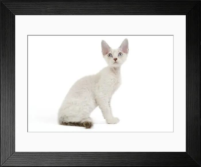 Framed Print : Cat - Devon Rex - Silver seal tabby - in studio Framed Print : Cat - Devon Rex - Silver seal tabby - in studio