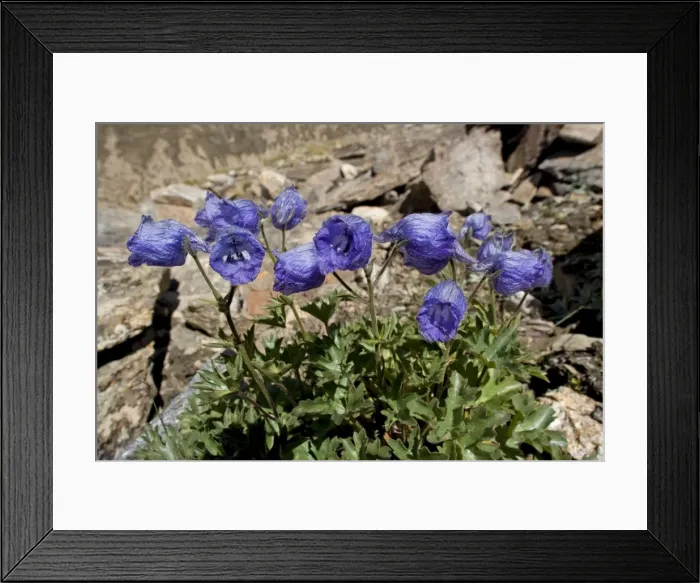 Framed Print : Delphinium cashmerianum - Ladakh, India Framed Print : Delphinium cashmerianum - Ladakh, India