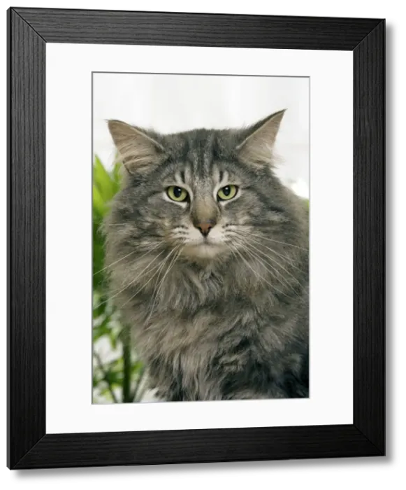 Framed Print : Norwegian Forest Cat