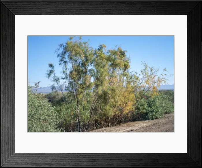 Framed Print : Tamarisk / Tamarix / Salt Cedar - introduced to USA & Europe from Asia - alien species Framed Print : Tamarisk / Tamarix / Salt Cedar - introduced to USA & Europe from Asia - alien species