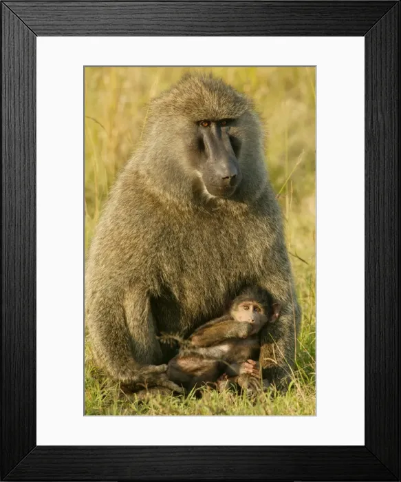 Framed Print : Olive Baboons LA 614 Baby with parent Papio hamadryas anubis © J. M. Labat / ardea. com Framed Print : Olive Baboons LA 614 Baby with parent Papio hamadryas anubis © J. M. Labat / ardea. com