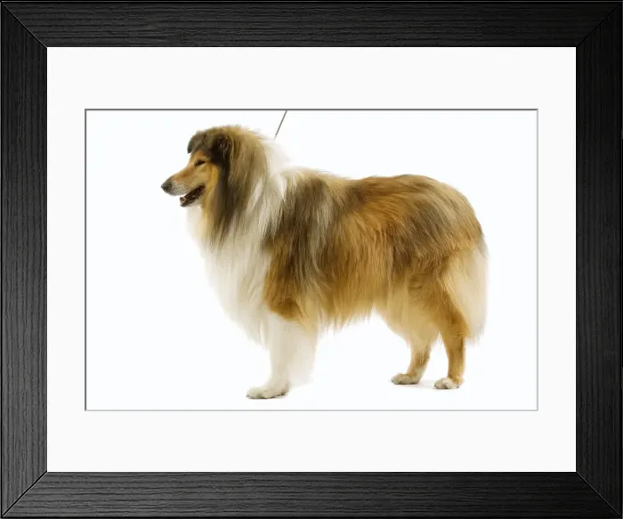 Framed Print : Dog - Rough Collie Framed Print : Dog - Rough Collie