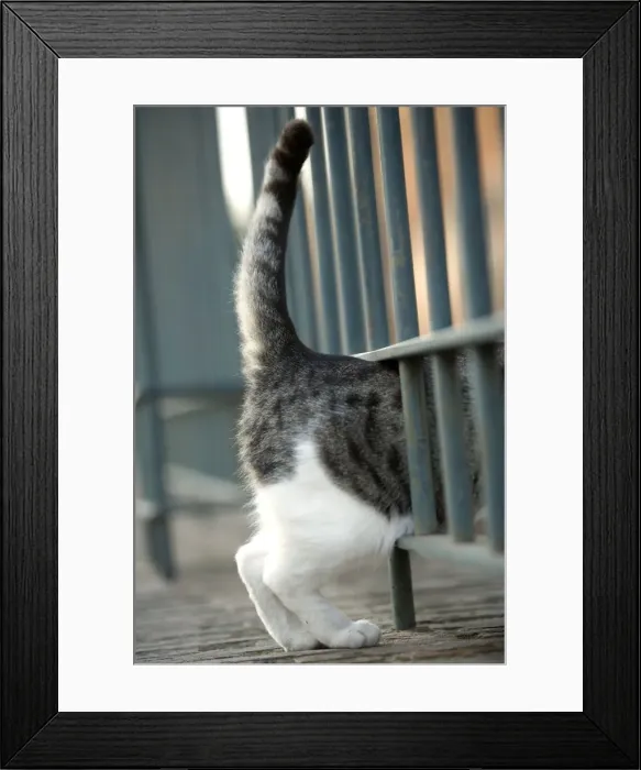 Framed Print : Cat - Grey and white cat walking through gap in railings - Rome Framed Print : Cat - Grey and white cat walking through gap in railings - Rome