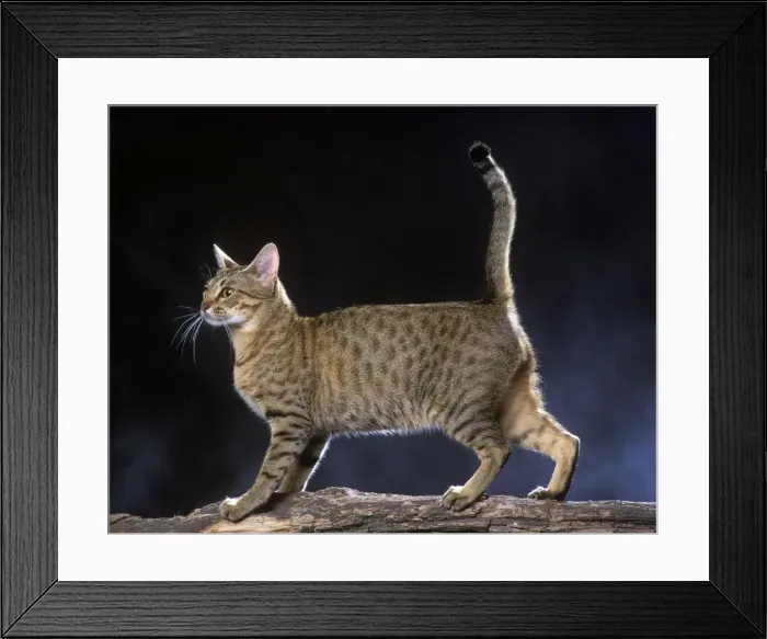 Framed Print : Cinnamon on Gold Ocicat Framed Print : Cinnamon on Gold Ocicat