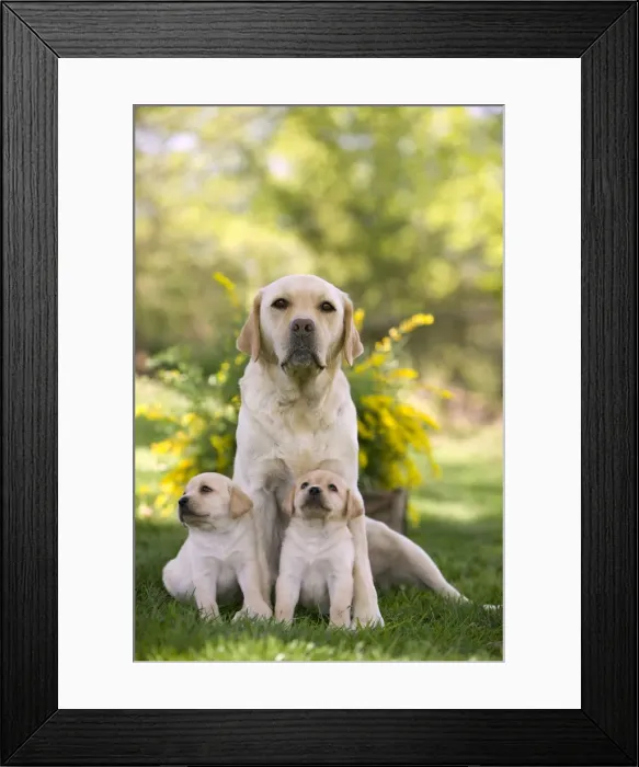 Framed Print : Dog - Labrador adult with two puppies Framed Print : Dog - Labrador adult with two puppies