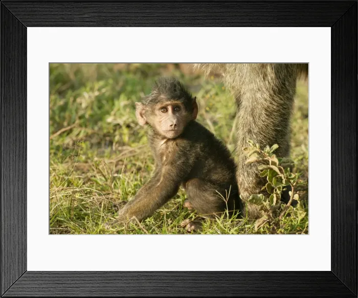Framed Print : Olive Baboon LA 613 Baby sitting down Papio hamadryas anubis © J. M. Labat / ardea. com Framed Print : Olive Baboon LA 613 Baby sitting down Papio hamadryas anubis © J. M. Labat / ardea. com