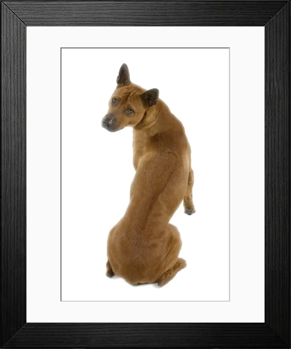 Framed Print : Dog - Thai Ridgeback Framed Print : Dog - Thai Ridgeback