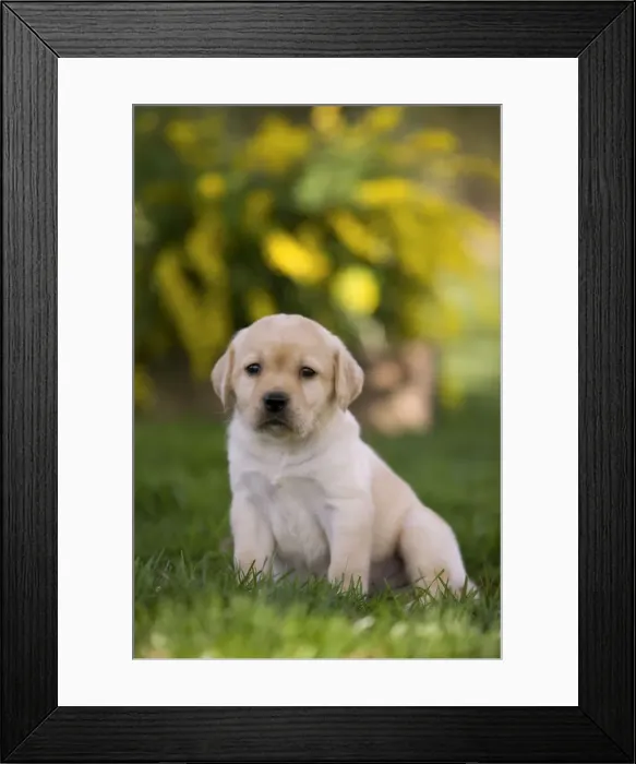 Framed Print : Dog - Labrador puppy Framed Print : Dog - Labrador puppy