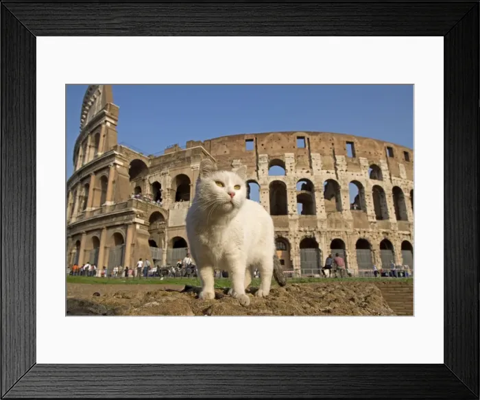 Framed Print : Cat - in front of the Colosseum - Rome - Italy Framed Print : Cat - in front of the Colosseum - Rome - Italy