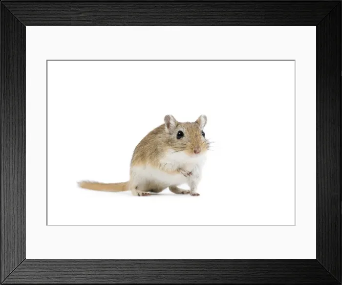 Framed Print : Gerbil - in studio Framed Print : Gerbil - in studio