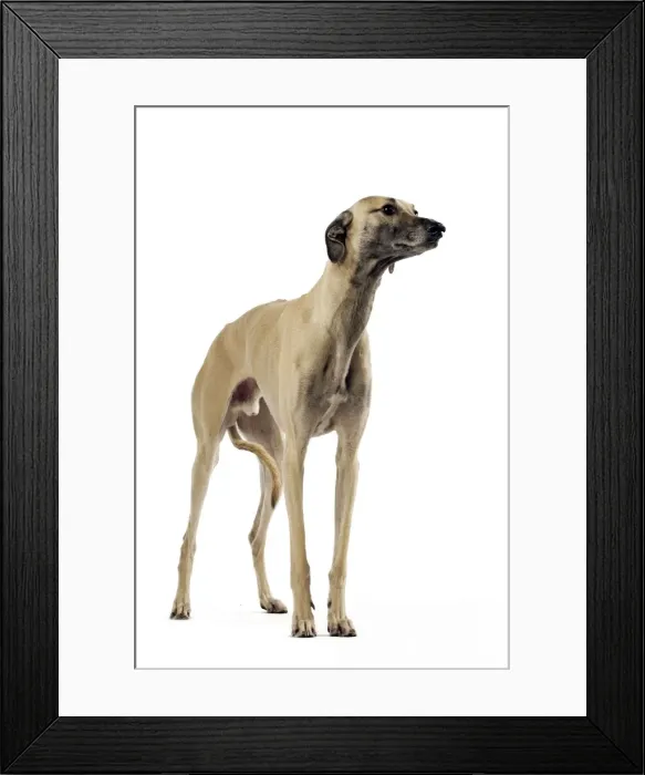 Framed Print : Saluki Dog - also known as the Royal Dog of Egypt and Persian Greyhound Framed Print : Saluki Dog - also known as the Royal Dog of Egypt and Persian Greyhound