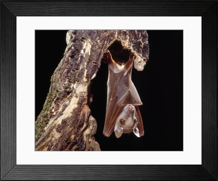 Framed Print : Wahlberg's Epauletted Fruit Bat Framed Print : Wahlberg's Epauletted Fruit Bat