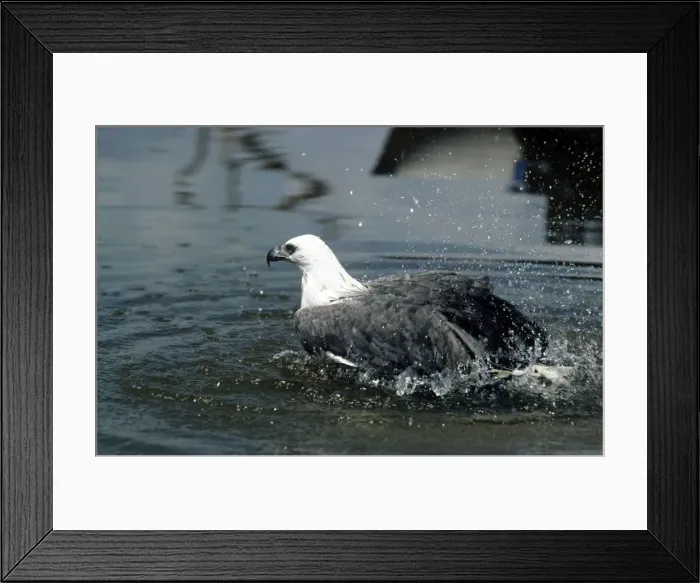 Framed Print : White-bellied Sea-eagle Framed Print : White-bellied Sea-eagle