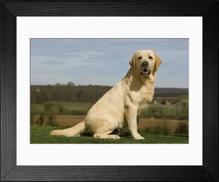 Framed Print : Dog - Labrador outside Framed Print : Dog - Labrador outside