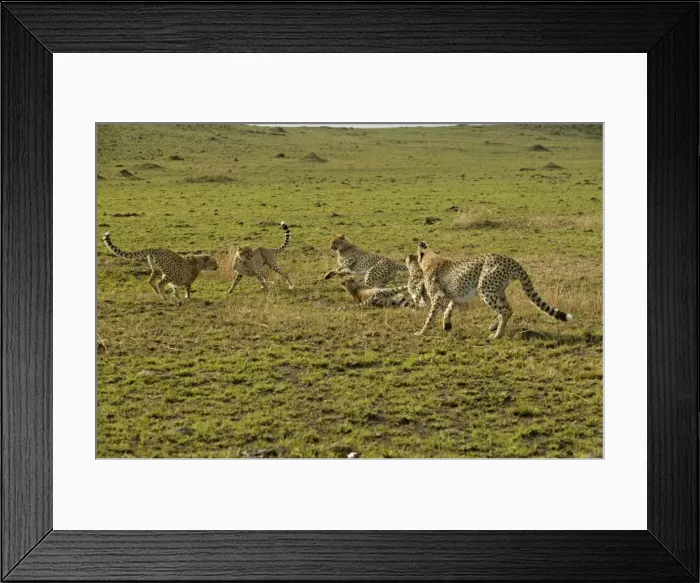 Framed Print : Cheetahs LA 623 Transmara, Maasai Mara, Kenya Acinonyx jubatus © J. M. Labat / ardea. com Framed Print : Cheetahs LA 623 Transmara, Maasai Mara, Kenya Acinonyx jubatus © J. M. Labat / ardea. com