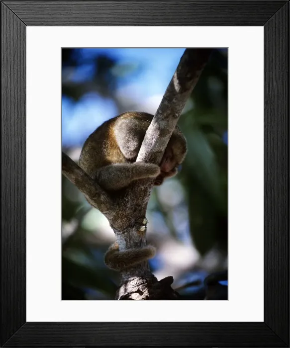 Framed Print : Silky Anteater - Guyana South America Framed Print : Silky Anteater - Guyana South America