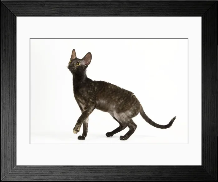 Framed Print : Cat - Rex Cornish in studio Framed Print : Cat - Rex Cornish in studio