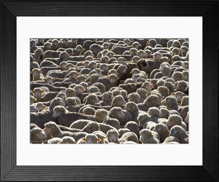 Framed Print : Sheep - close-up of flock Framed Print : Sheep - close-up of flock