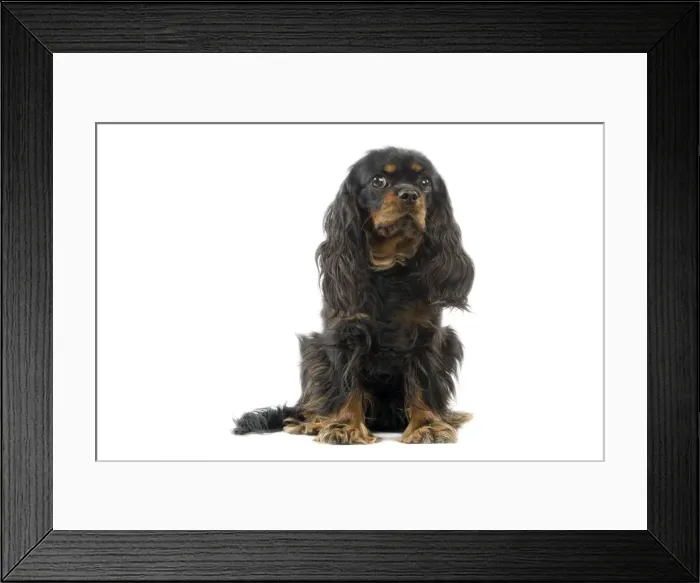 Framed Print : Cavalier King Charles Spaniel Dog Framed Print : Cavalier King Charles Spaniel Dog